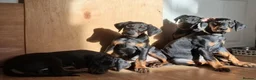 Dobermann dogs for sale: Ready for new homes today!Vaccination✅ microchip✅ - Advert 2