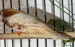 Finches birds for sale: Zebra Finches  - Image 3