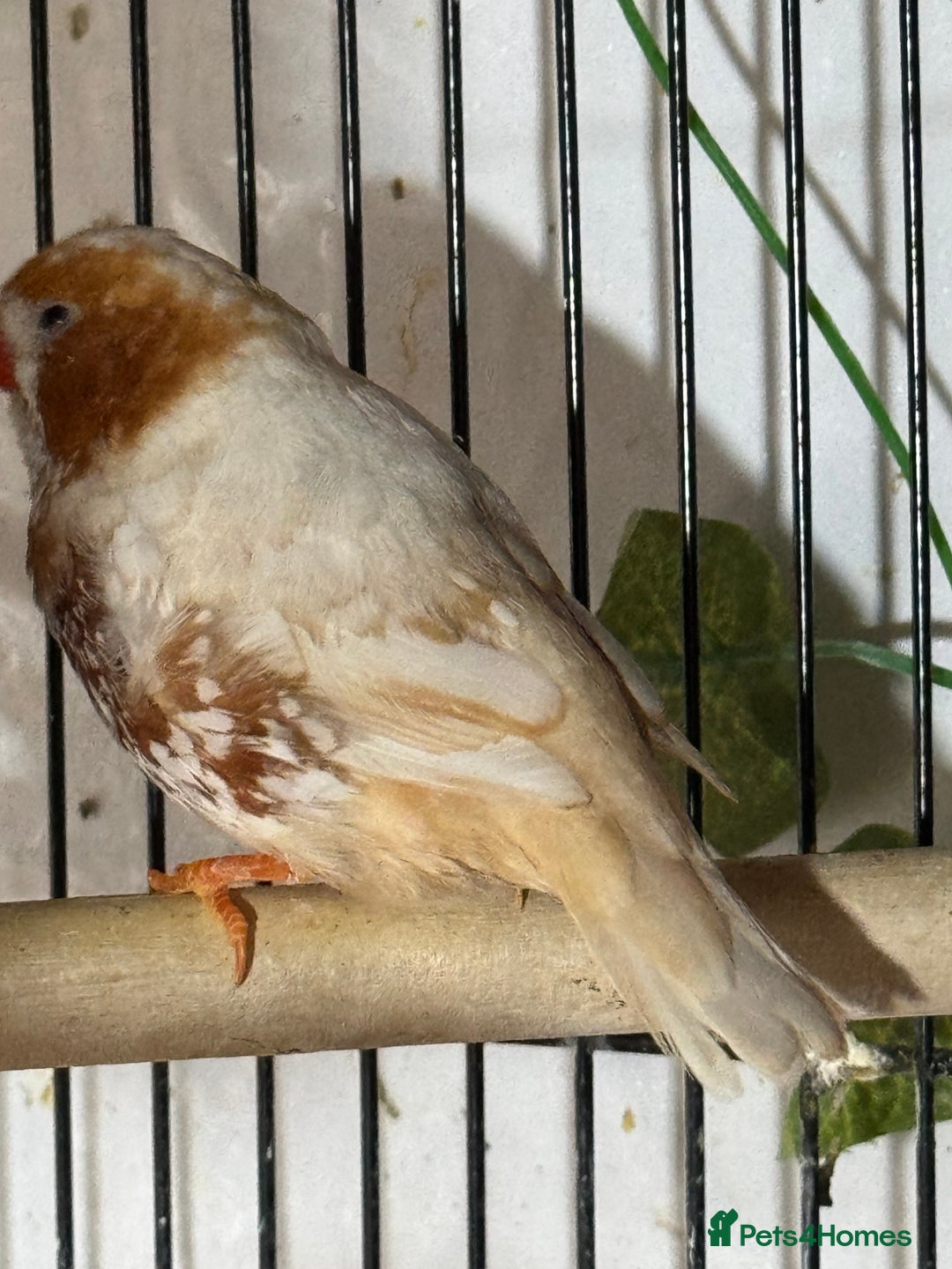 Finches birds for sale: Zebra Finches  - Image 3