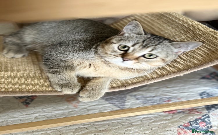 Scottish Fold cats - Advert 3