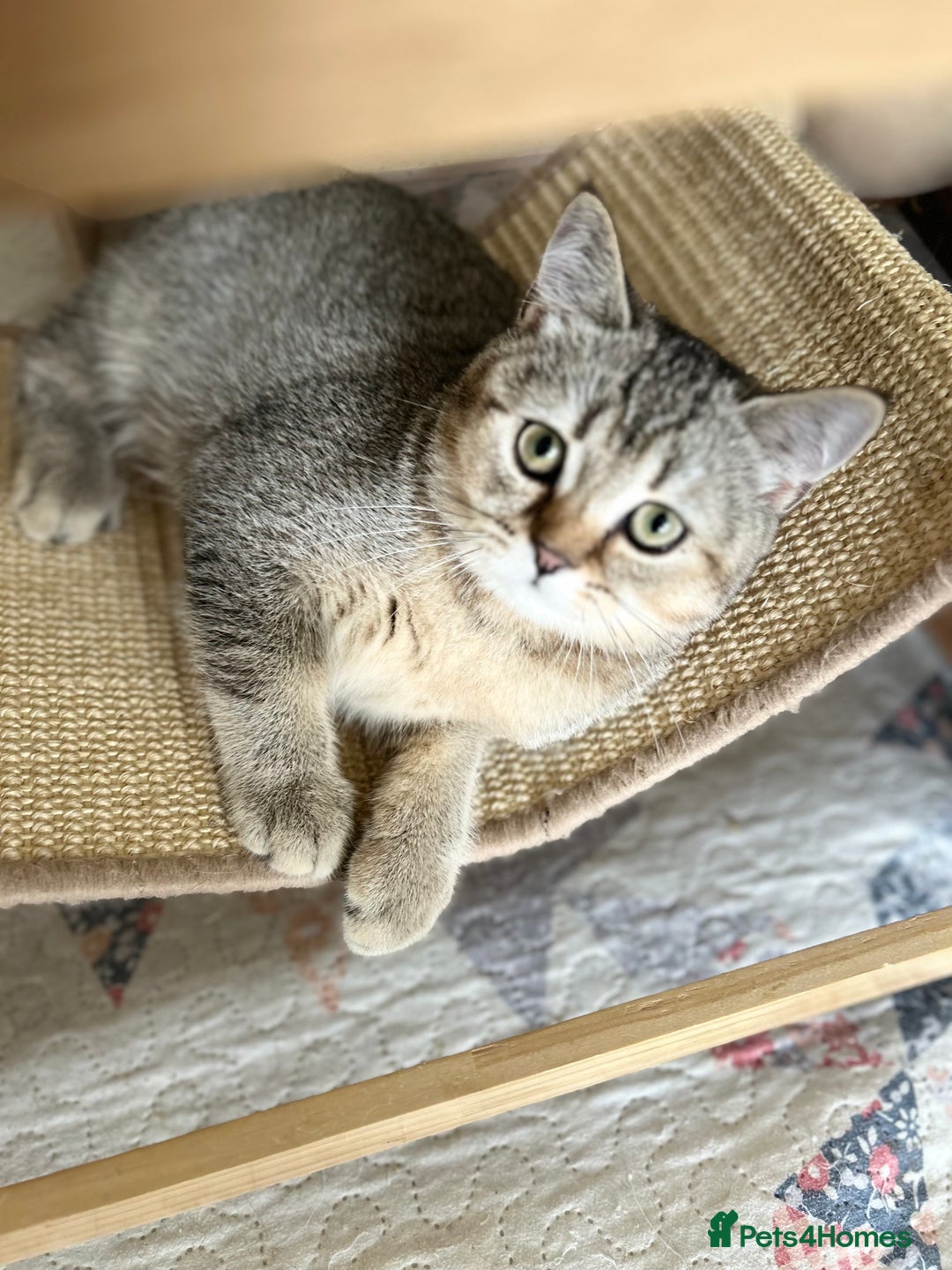 Scottish Fold cats for sale: Beautiful kittens just for you - Image 1