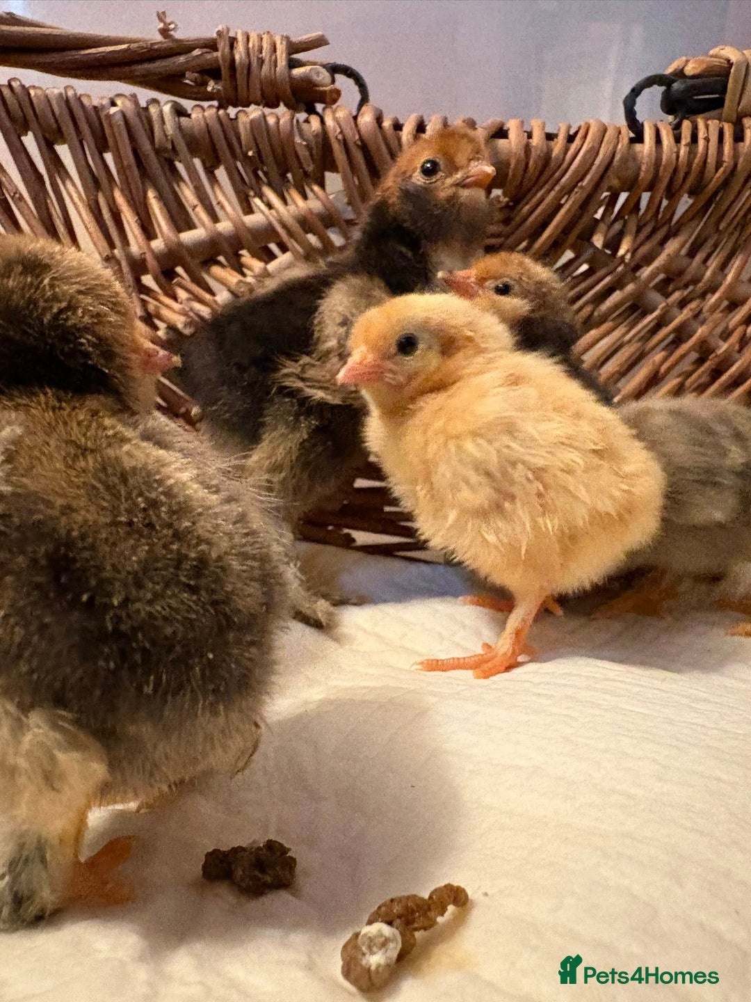Chickens poultry for sale: Pavlovskya, Barbu D'Uccle and Nankin Chicks - Image 5