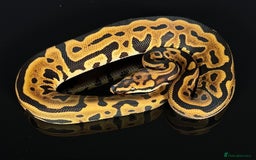 Python Snake reptiles for sale: Royal pythons/ball pythons  - Image 7
