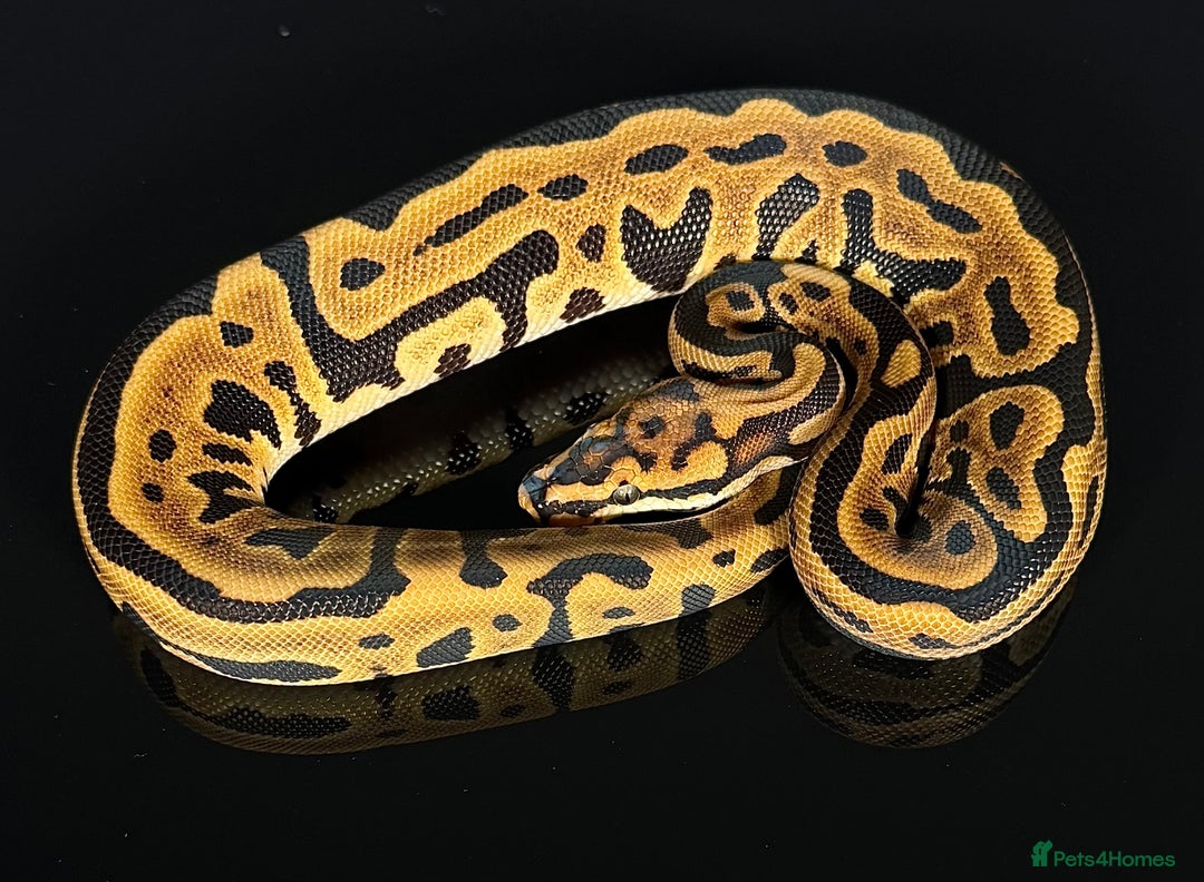 Python Snake reptiles for sale: Royal pythons/ball pythons  - Image 7