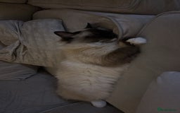Ragdoll cats for sale: Enzo  - Image 2