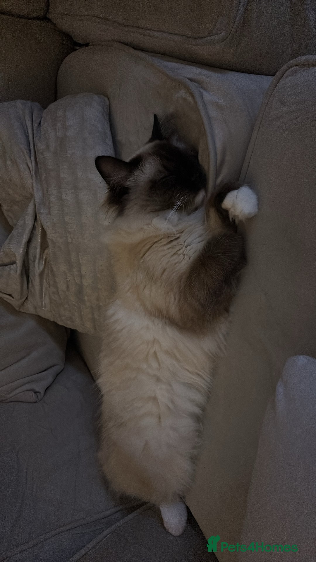 Ragdoll cats for sale: Enzo  - Image 2