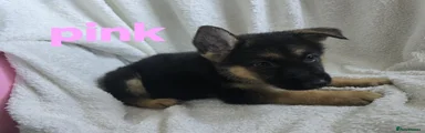 German Shepherd 3