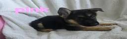 German Shepherd dogs for sale: German shepherd pups for sale  in Bradford - Advert 6