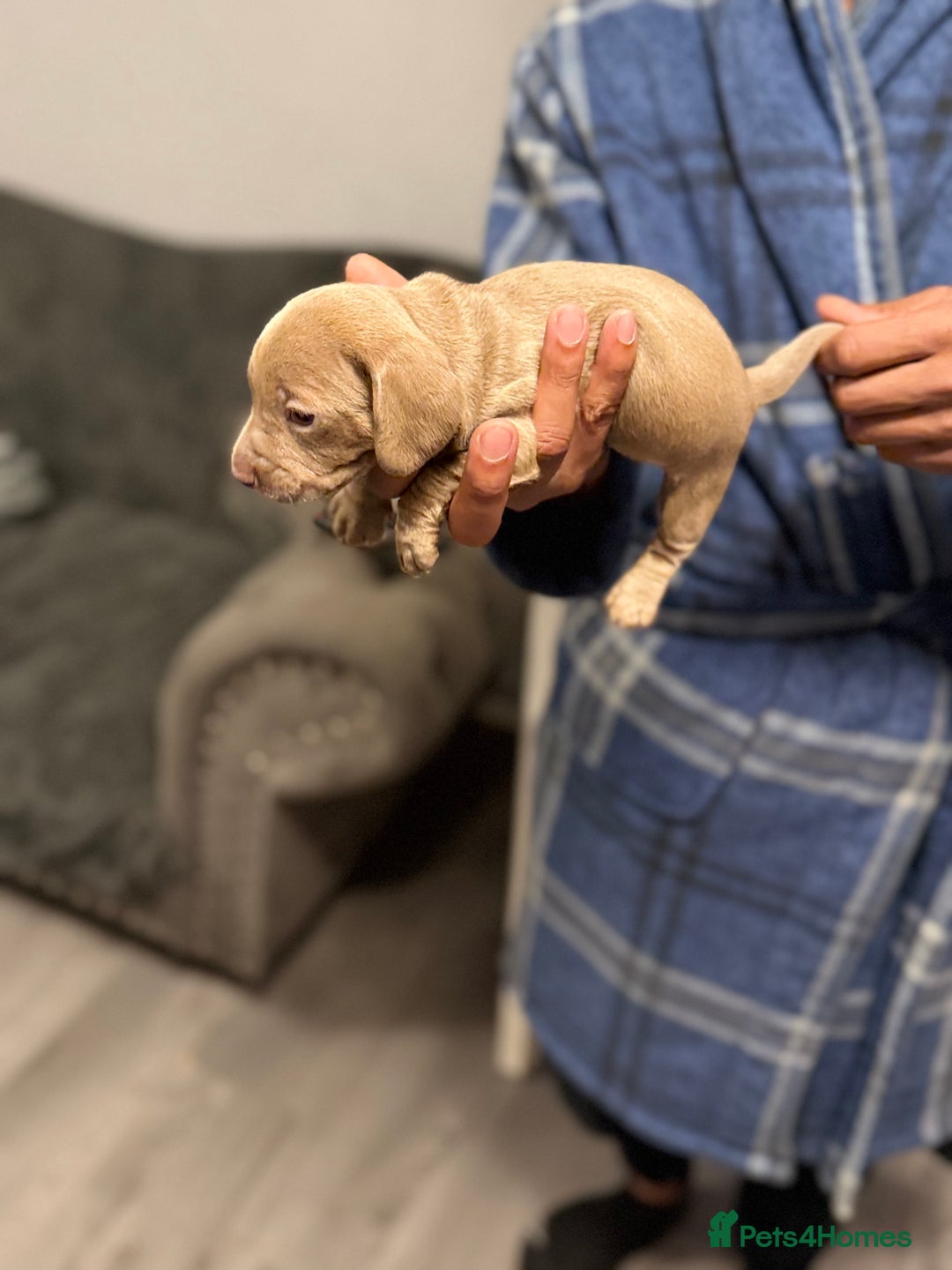 Miniature Dachshund dogs for sale: Miniature dachshunds  - Advert 9