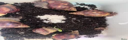 Snails invertebrates for sale: Mixed Jade African land snails in Bournemouth - Advert 2