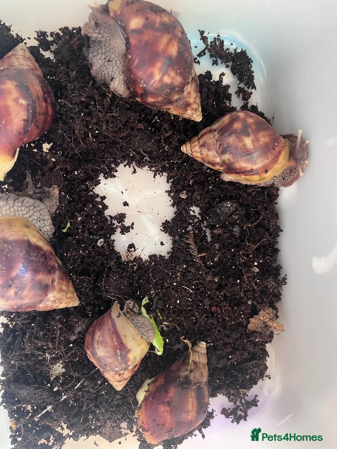 Snails invertebrates for sale: Mixed Jade African land snails in Bournemouth - Advert 2