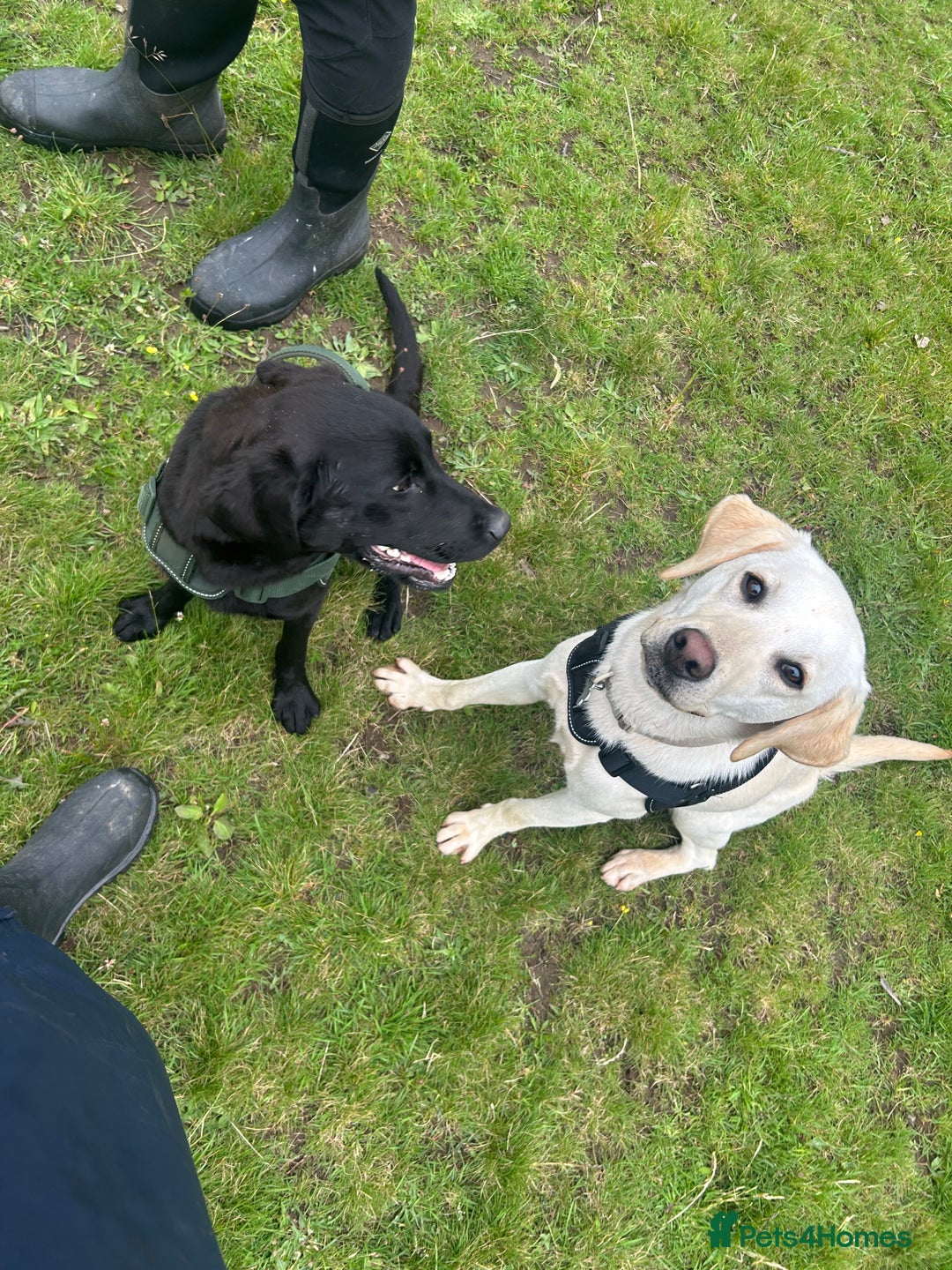 Labrador Retriever dogs for sale: 2 18month old Labrador pups for sale - Image 2
