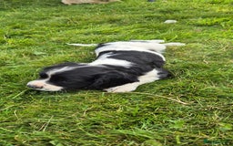 Mixed Breed dogs for sale: Springaliers - Image 6