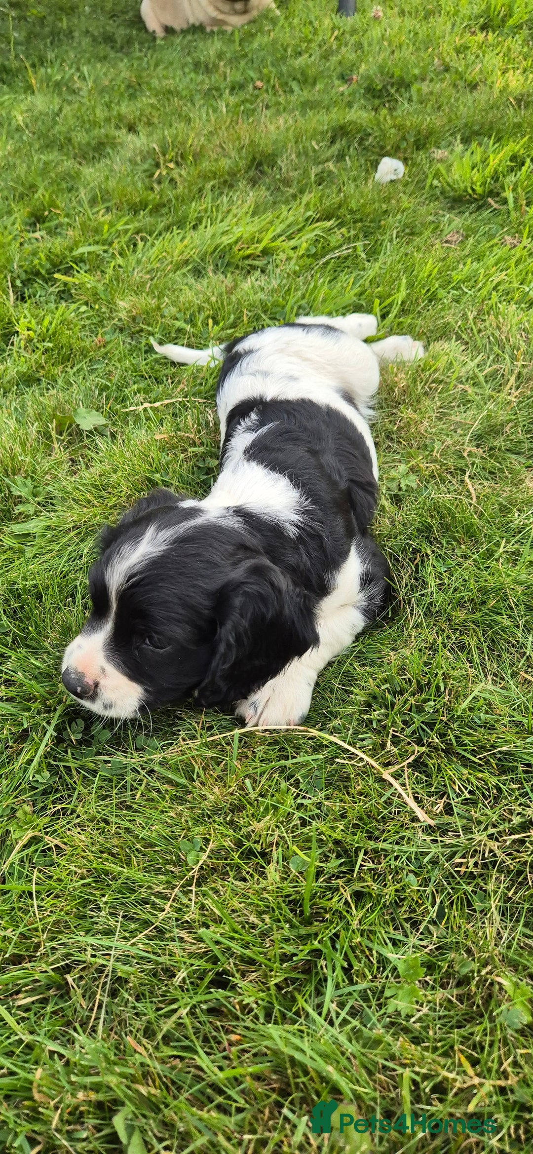 Mixed Breed dogs for sale: Springaliers - Image 6