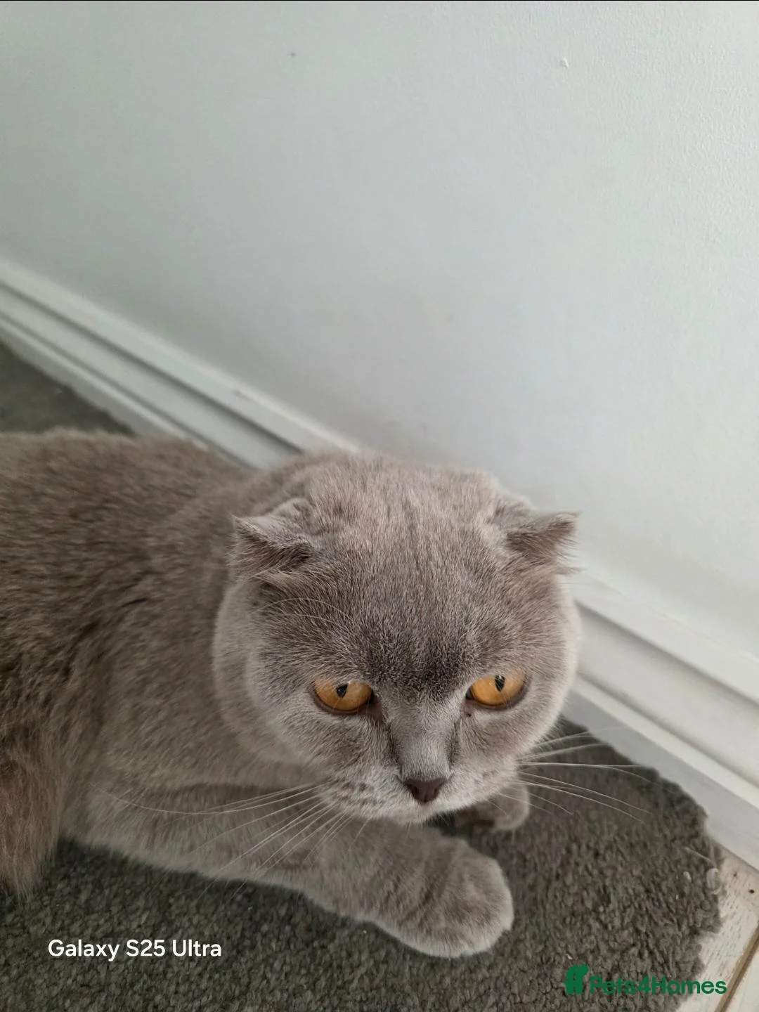 Scottish Fold cats for sale: 3 Gorgeous Lilac Scottish Fold&Straight Kittens in Aylesbury - Advert 10