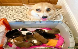 Welsh Corgi Pembroke dogs for sale: KC Pembroke Welsh Corgi boys - Image 4