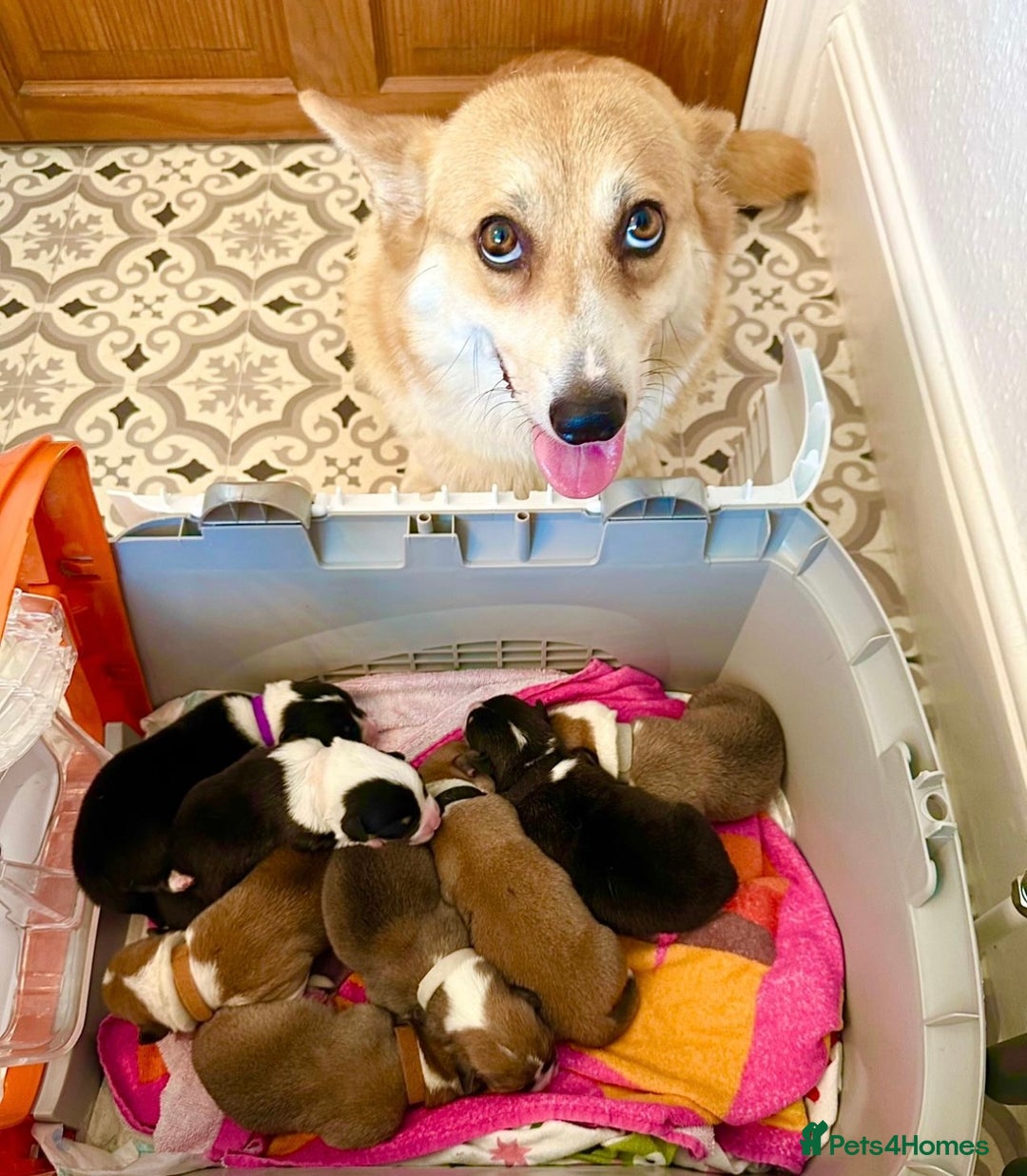 Welsh Corgi Pembroke dogs for sale: KC Pembroke Welsh Corgi boys - Image 4