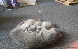British Shorthair cats for sale: 3 British Blue / Scottish Fold kittens - Image 1