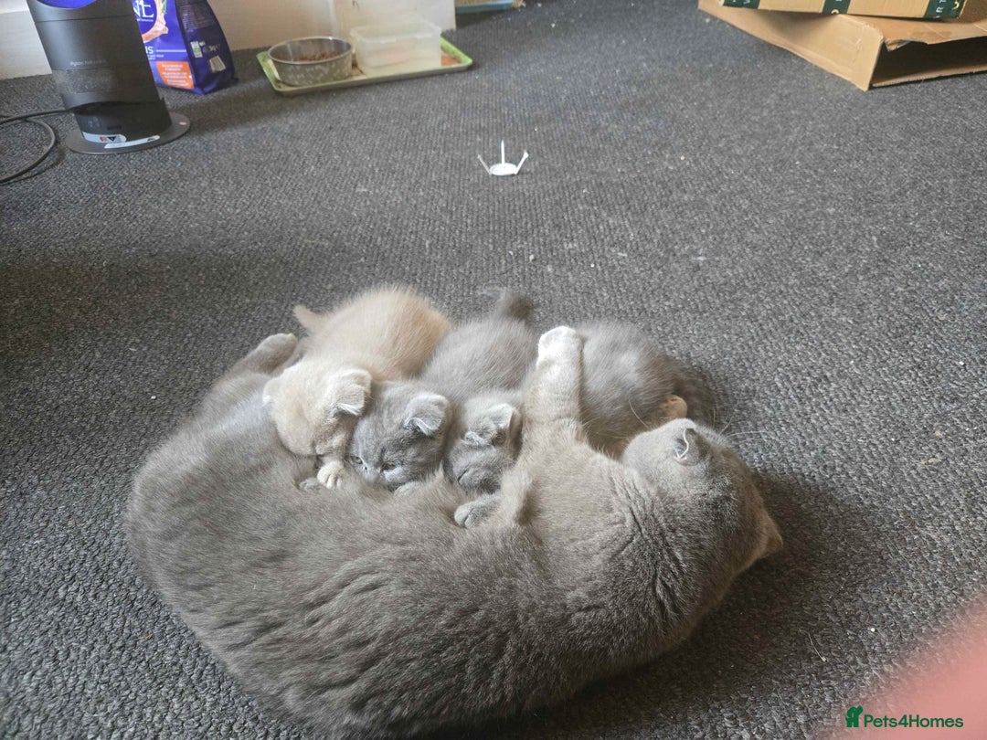British Shorthair cats for sale: 3 British Blue / Scottish Fold kittens - Image 1