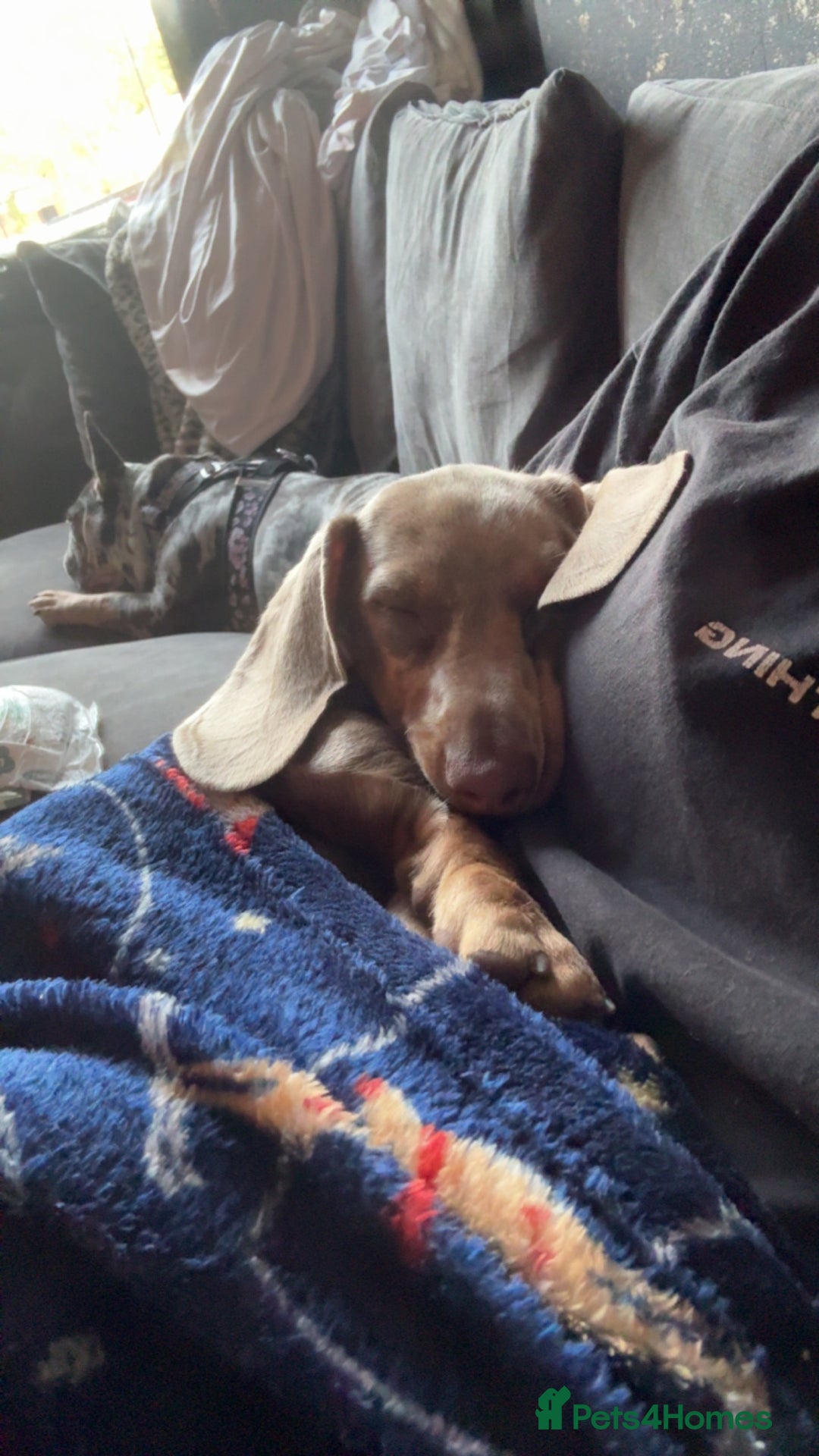 Miniature Dachshund dogs for sale: Miniature dachshund - Advert 4