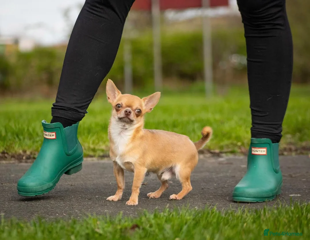 Chihuahua dogs for stud: Tiny PJ for Stud in Leeds - Advert 7