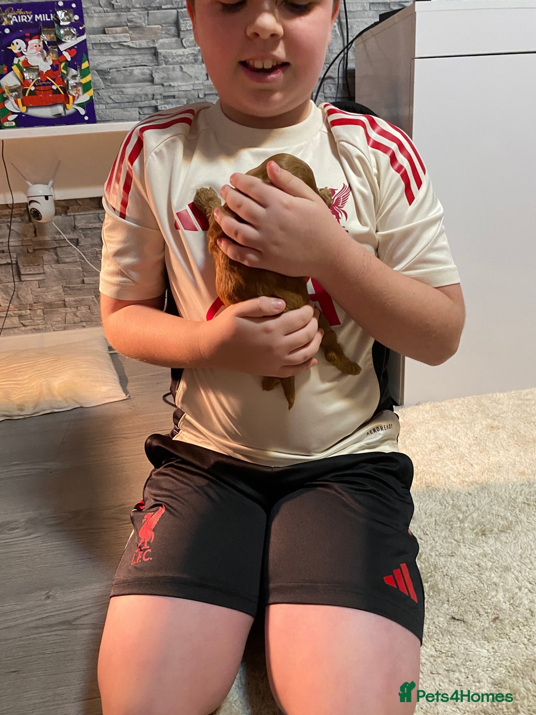 Cockapoo dogs for sale: 🐾 FLUFFY COCKAPOO PUPPIES  - Advert 6