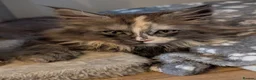 Maine Coon cats for sale: Stunning Tica pedigree kittens - Advert 6
