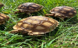 Tortoise reptiles for sale: Sulcata Hatchlings  - Image 6