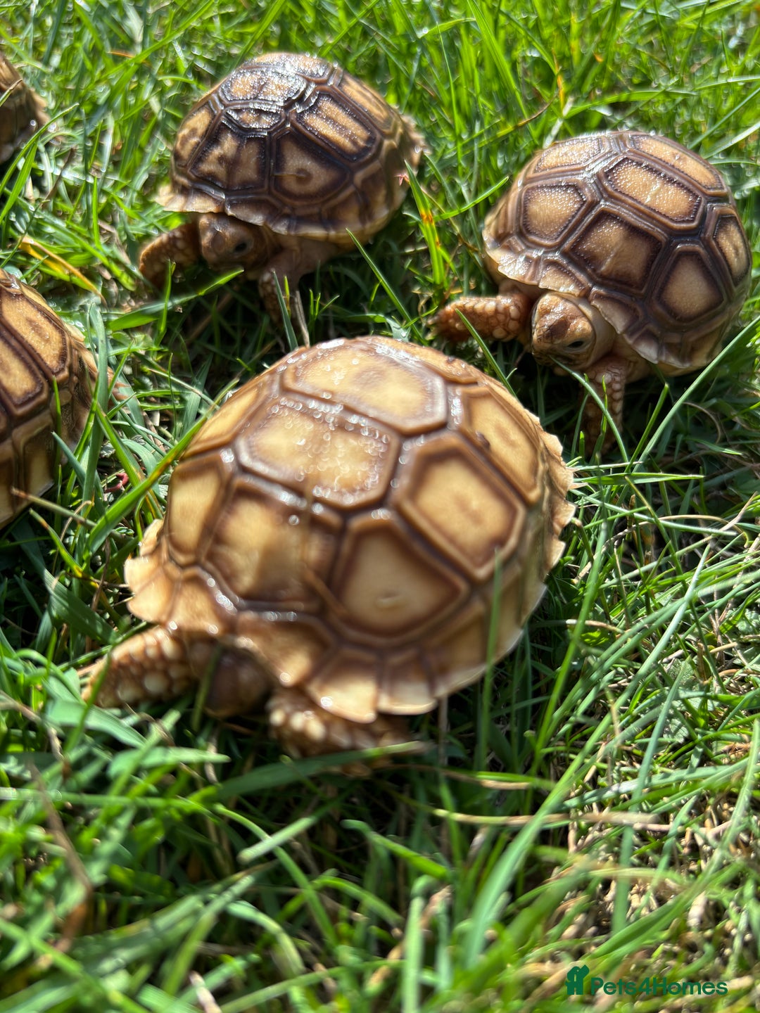 Tortoise reptiles for sale: Sulcata Hatchlings  - Image 6