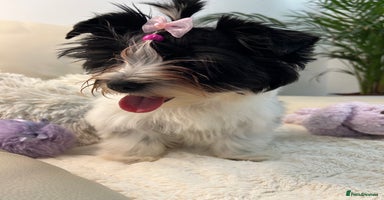 Biewer Terrier dogs - Advert 15