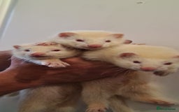 Ferret rodents for sale: Amazing Albino Ferret Kits - Image 2