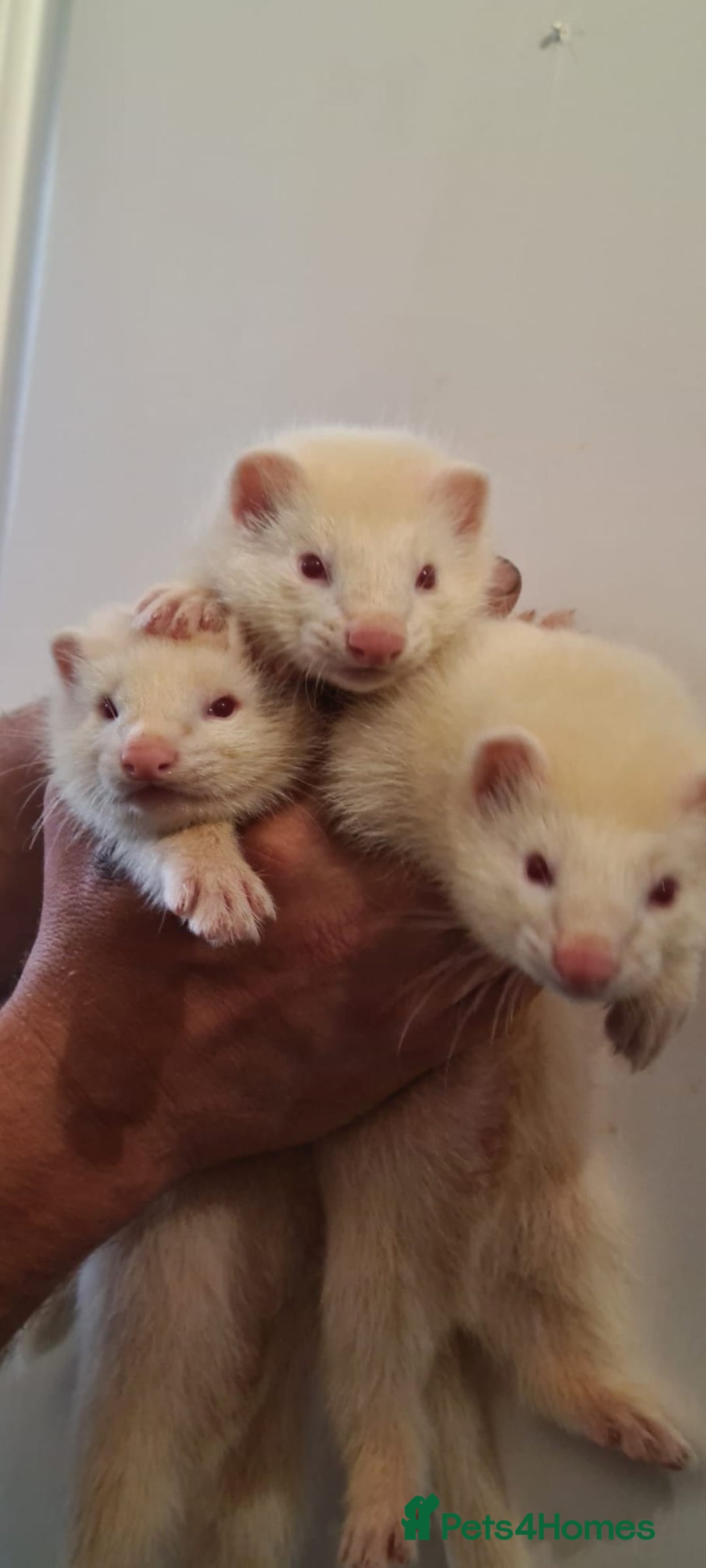 Ferret rodents for sale: Amazing Albino Ferret Kits - Image 2