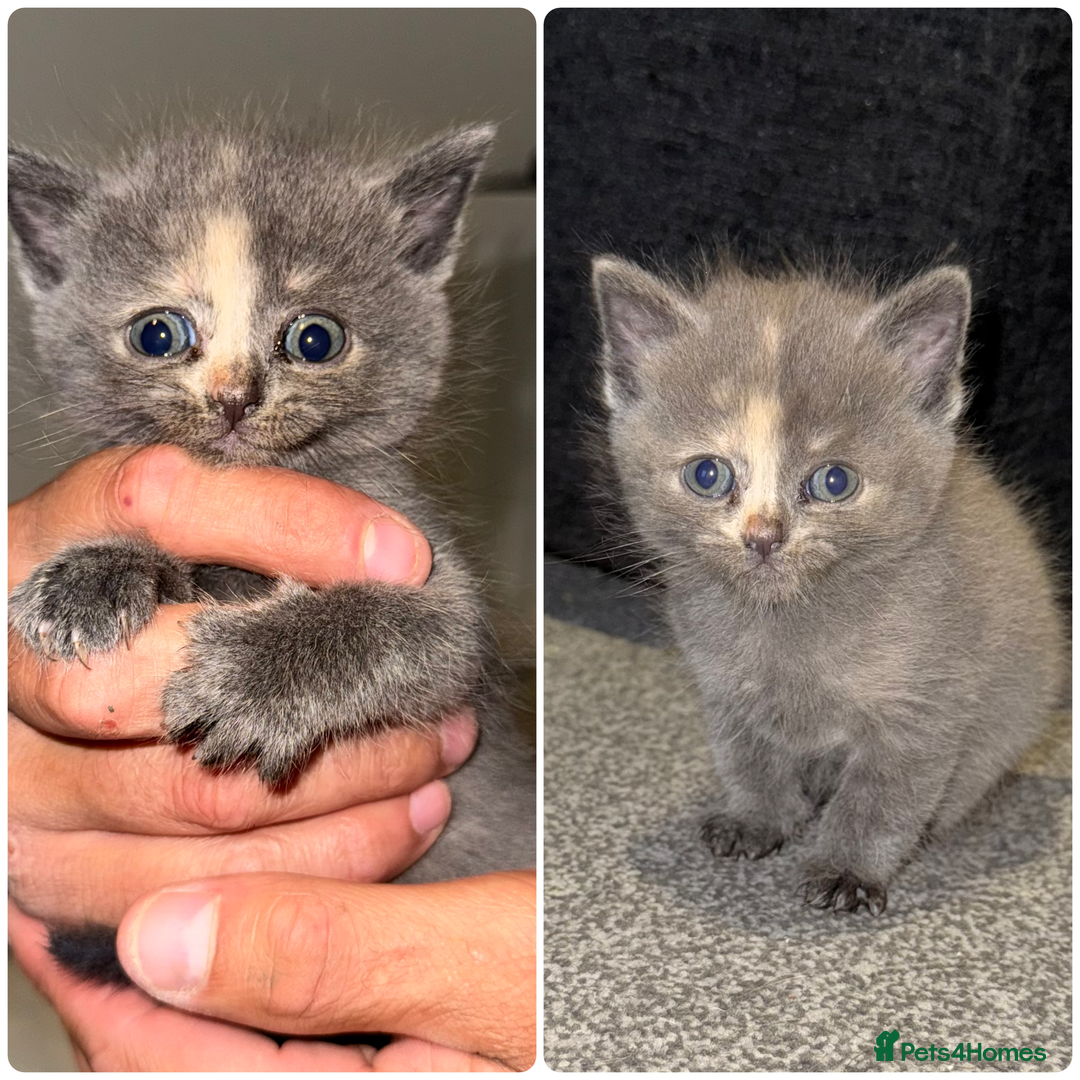 British Shorthair cats for sale: Kittens for sale - Image 2