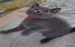 British Shorthair cats for sale: British Blue shorthair kittens £400 - Image 15