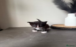 Ragdoll cats for sale: Ragdoll x kitten - Female 🐾🩷 REDUCED  - Image 7