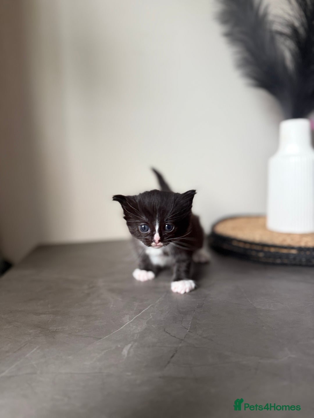 Ragdoll cats for sale: Ragdoll x kitten - Female 🐾🩷 REDUCED  - Image 7
