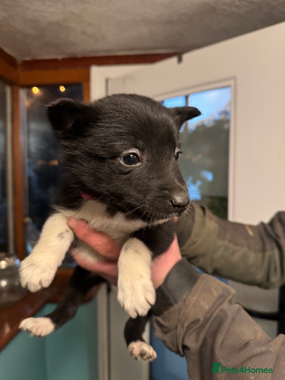Border Collie dogs for sale: Collie pups - Advert 4