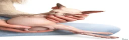 Sphynx cats for sale: Last 2 girls reduced  - Advert 5