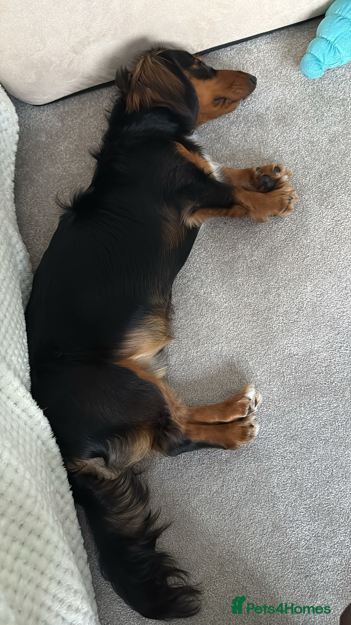 Dachshund dogs for sale: Long haired dachshund in Sittingbourne - Advert 2