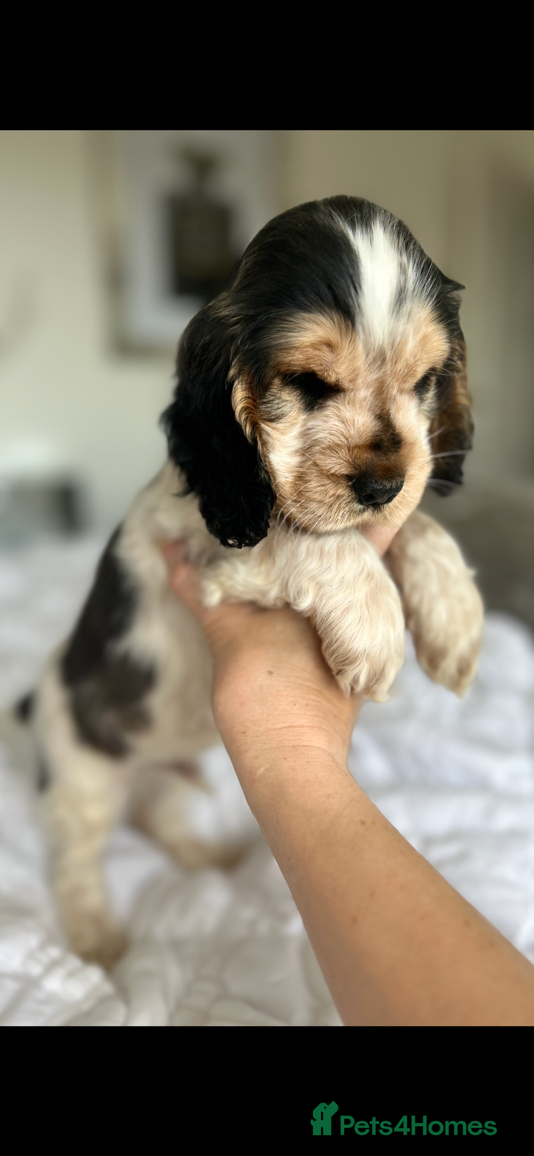 Cocker Spaniel dogs for sale: OUTSTANDING KC REG SHOW COCKER SPANIEL PUPPIES  - Image 6