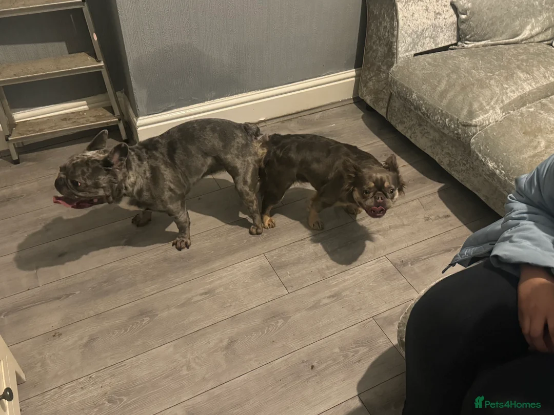French Bulldog dogs for stud: blue Merle French bulldog stud  in Birmingham - Advert 6