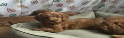 Cockapoo dogs for sale: HEALTH TESTED COCKAPOOS - Advert 11