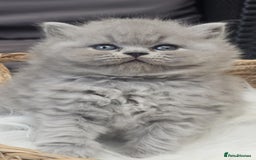 British Shorthair cats for sale: Show Quality Champions British Shorthair GCCF - Image 4