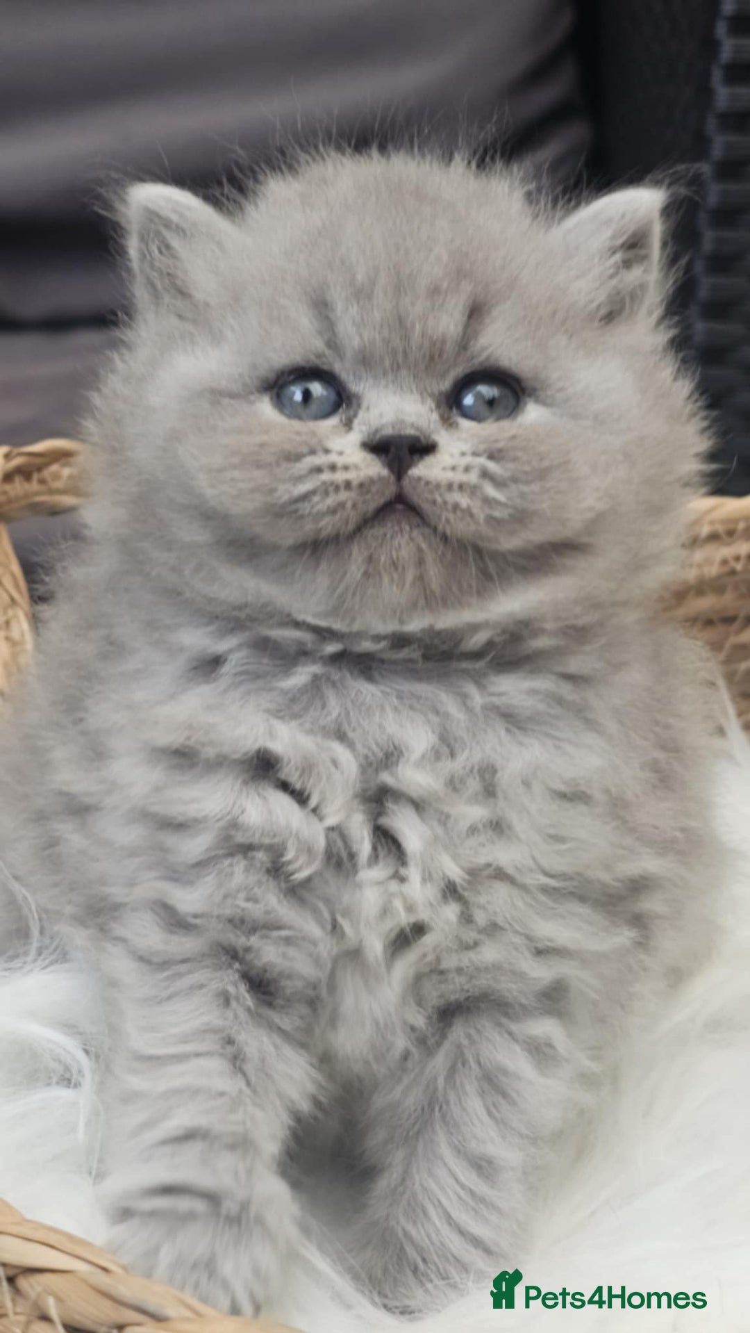 British Shorthair cats for sale: Show Quality Champions British Shorthair GCCF - Image 4