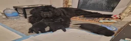 Newfoundland dogs for sale: KC Registered Black Newfoundland Puppies  - Advert 20
