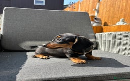 Miniature Dachshund dogs for sale: Dachshund puppies - Image 9