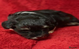 Havanese dogs for sale: Beautiful Havanese Puppies  - Image 7