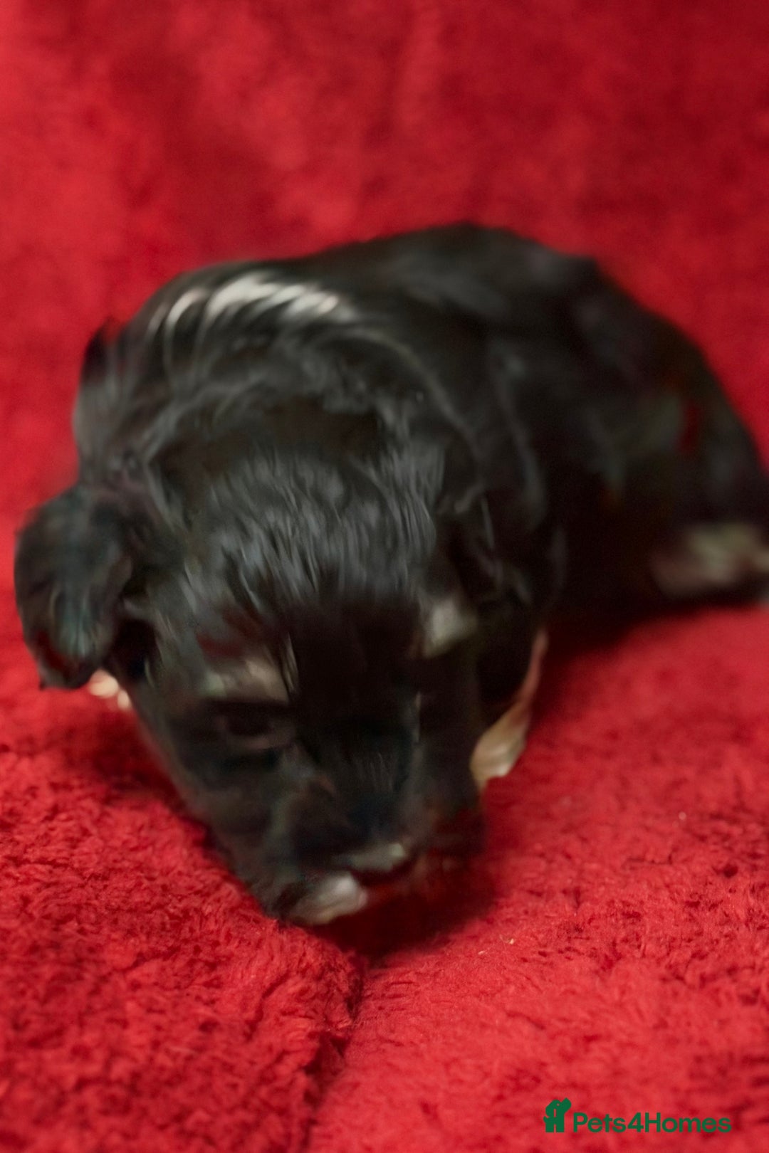 Havanese dogs for sale: Beautiful Havanese Puppies  - Image 7