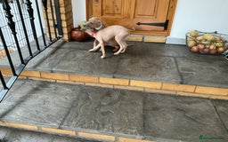 Italian Greyhound dogs for sale:  Beautiful Italian greyhound puppies  - Image 19
