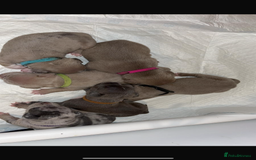 American Bull Staffy dogs for sale: 10 pocket bully - Image 5